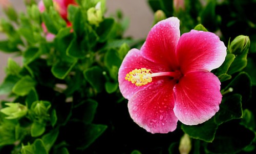 脸上长黄褐斑看什么科-茶花绿茶功效-专业天津格林国际幼儿园学费平台-茶花绿茶功效和作用