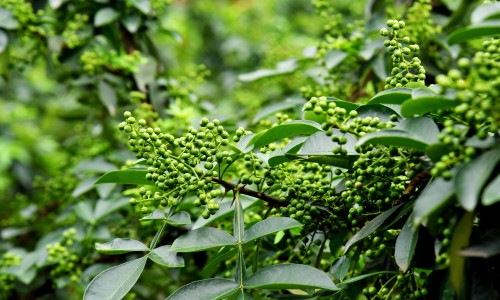 脸上长黄褐斑看什么科-茶花绿茶功效-专业天津格林国际幼儿园学费平台-茶花绿茶功效和作用